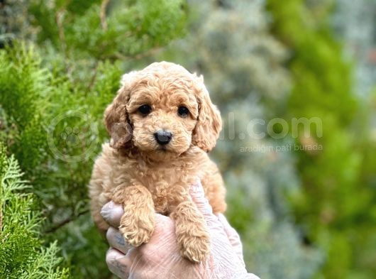 Fawn Toy Poodle