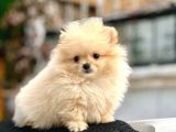 Teacup Pomerani̇an Boo Yavrumuz 400 Gram