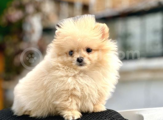 Teacup Pomerani̇an Boo Yavrumuz 400 Gram görsel