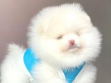 Pomeranian Teddy Face Erkek Yavrumuz