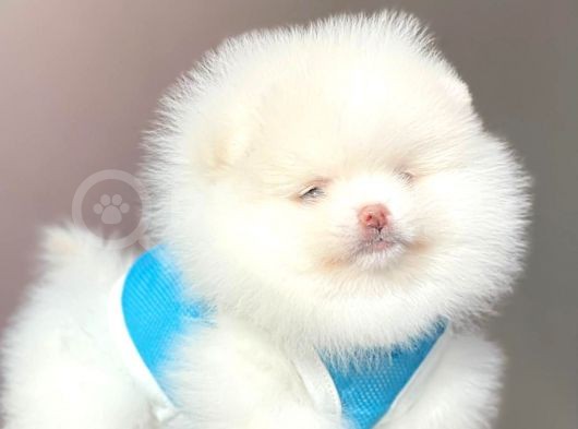 Pomeranian Teddy Face Erkek Yavrumuz görsel