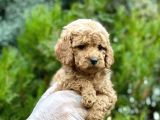 Baby Face Toy Poodle