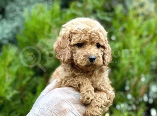 Baby Face Toy Poodle görsel
