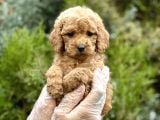 Baby Face Toy Poodle
