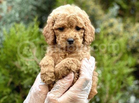 Baby Face Toy Poodle görsel