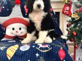 Bernedoodle Multigen Amerikan Gen Nadir Irk