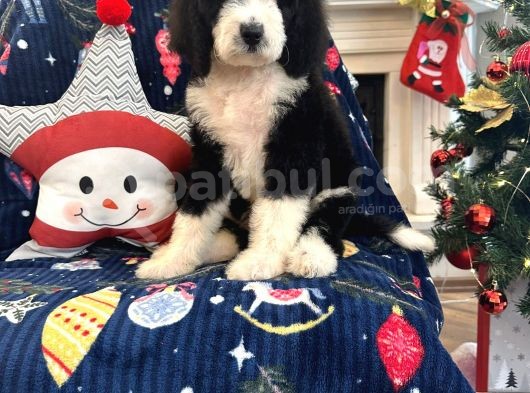 Bernedoodle Multigen Amerikan Gen Nadir Irk görsel