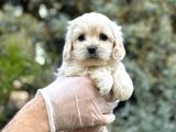 Hiç Mütevazi Olamıcaz Tr Nin En Güzel Maltıpoo Yavruları