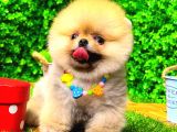 Orange Gülen Yüz Pomerani̇an Boo
