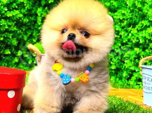 Orange Gülen Yüz Pomerani̇an Boo görsel