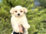 Orji̇nal Maltese Terri̇er Bebekler