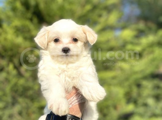 Orji̇nal Maltese Terri̇er Bebekler görsel