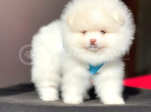 Pomeranian Teddy Face Erkek Yavrumuz görsel