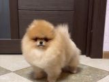 Teddy Bear Tip Pomeranian Boo Ayı Surat Orjinal Irk Garantili