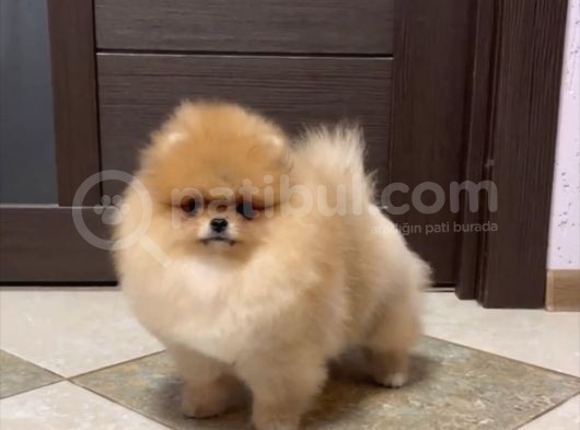 Teddy Bear Tip Pomeranian Boo Ayı Surat Orjinal Irk Garantili görsel