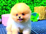 Teddy Bear Üst Kali̇te Pomerani̇an