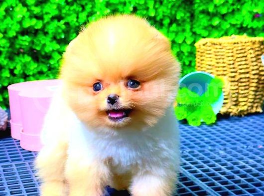Teddy Bear Üst Kali̇te Pomerani̇an görsel