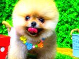Orange Gülen Yüz Pomerani̇an Boo