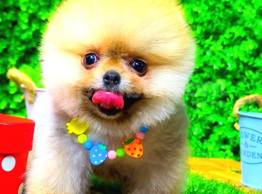 Orange Gülen Yüz Pomerani̇an Boo görsel