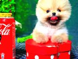 Teacup Orange Pomerani̇an Boo