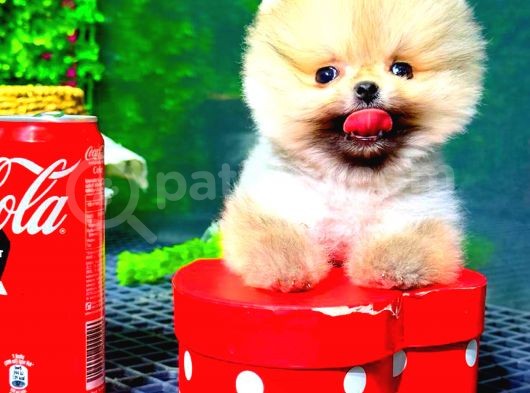 Teacup Orange Pomerani̇an Boo görsel