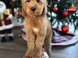 Labradoodle Red Brown Türkiyede Tek Üst Kalite Yavrular
