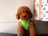 oRJİNAL TOY PODDLE