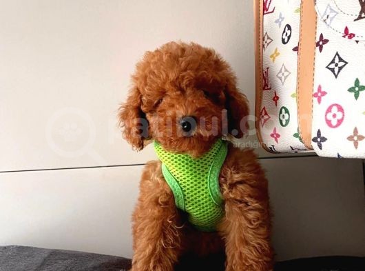 Orji̇nal Toy Poddle