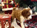 Dev Labradoodle Dünyanın En Nadir Renklerinden Particolour