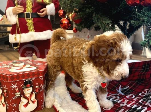 Dev Labradoodle Dünyanın En Nadir Renklerinden Particolour görsel