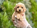 Fawn Toy Poodle