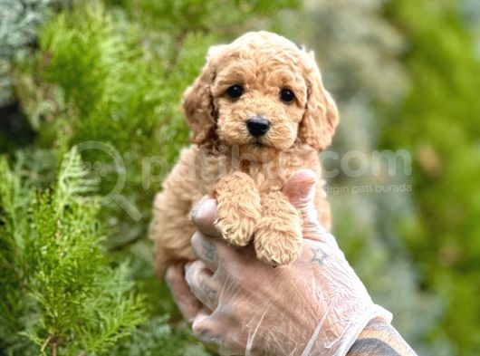 Fawn Toy Poodle görsel