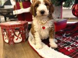 Dev labradoodle dünyanın en nadir renklerinden particolour