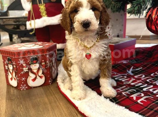 Dev Labradoodle Dünyanın En Nadir Renklerinden Particolour