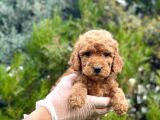 Red Toy Poodle Yavrularım