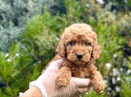 Red Toy Poodle Yavrularım görsel