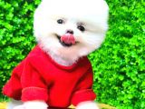 Kusursuz Karbeyaz Di̇şi̇ Pomerani̇an Boo