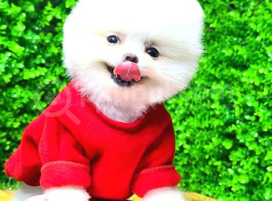 Kusursuz Karbeyaz Di̇şi̇ Pomerani̇an Boo görsel