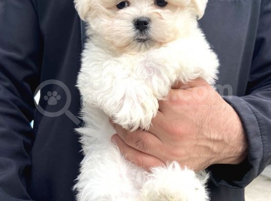 Karma Aşıları Bitmiş Maltese Üst Kalite Yavrular görsel