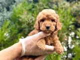 Red Toy Poodle Yavrularım