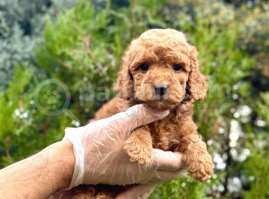 Red Toy Poodle Yavrularım görsel