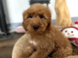 Labradoodle Red Brown Türkiyede Tek Üst Kalite Yavrular