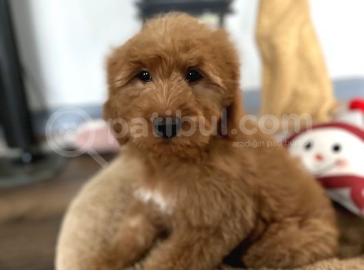 Labradoodle Red Brown Türkiyede Tek Üst Kalite Yavrular görsel