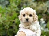 Babyface Maltıpoo yavrularımız