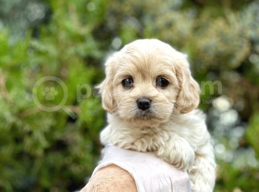 Babyface Maltıpoo Yavrularımız