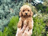 Orjinal Toy Poodle yavrularımız