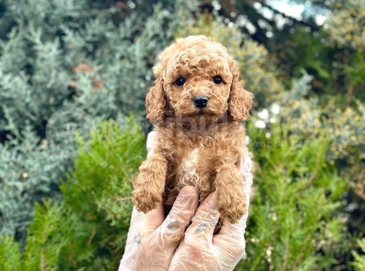 Orjinal Toy Poodle Yavrularımız