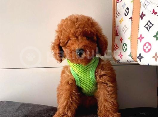 Orji̇nal Toy Poddle görsel