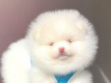 Pomeranian teddy face Erkek Yavrumuz