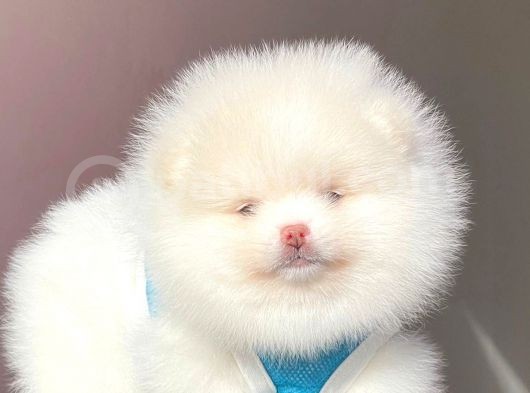Pomeranian Teddy Face Erkek Yavrumuz